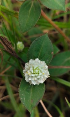 Seçici odaklanma. Gomphrena globasa ya da Beyaz Kenop çiçeği, yağının öksürüğü balgamla tedavi etmesi için çıkarılabilir.. 