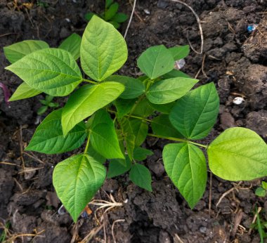 Tarlada taze soya bitkileri. Sabah taze taze fasulyelerin yakından çekimi. Mavi gökyüzü arka planı. Seçici odak.