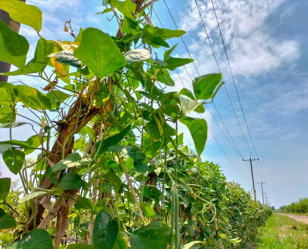 stock image Close Up. Cowpea or long bean agriculture background. Long green bean farming. Fresh Yard Long beans bean in garden.