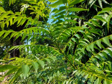 Seçici odaklanma. Köri yaprakları yaprakları baharat olarak kullanılan bir bitki bırakır. Bu yaprağın şekli daha küçük boyutlarda ve daha keskin kokulu bir defne yaprağına benziyor..