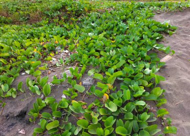 Doğada yeşil küçük yapraklar. Keçi ayağı sarmaşığı mı yoksa denizin kumsalında sabah zaferi mi? Seçici odak.