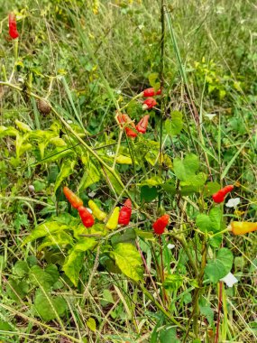 Bahçedeki acı biber ağacı gün boyunca açık mavi bir gökyüzünün arka planında taze ve olgun meyve verir..