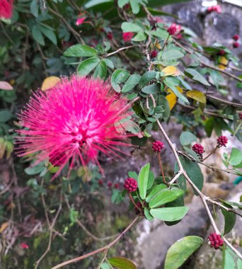 View of Red flowers of a plant with green leaves on a tree. Calliandra grandiflora, powder-puff, powder puff plant and fairy duster with green leaf in background in early hot summer day. clipart