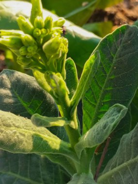 Büyük tütün yapraklı tütün ekimi tarlası. Seçici odak.