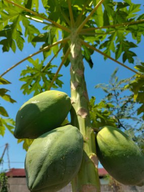 Alt manzara. Ağaçtan sarkan bir avuç Papaya. Papayaların tadı tatlıdır ve yapraklar ilaç olarak kullanılabilir. Yakın plan..