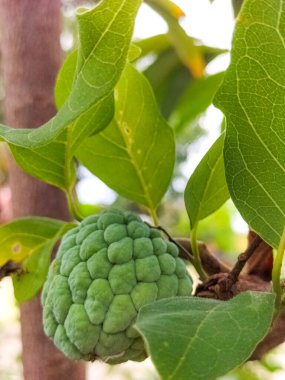 Close-up. Hanging sugar apple on a branch with its green leaves background, it's well known in Indonesia called as 