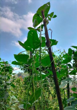 Seçici odaklanma. Sıralar dolusu taze fasulye tohumu, açık havada mavi gökyüzü arka planlı ev bahçesi..