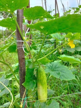 Salatalık bitkisi. Salatalık çiftlikte yetişiyor. Seçici odak.
