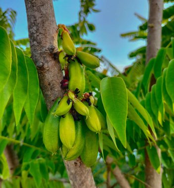 Starfruit wuluh. Wuluh yıldız meyvesi genellikle sebze ya da ekşi yıldız meyvesi olarak adlandırılır çünkü oldukça ekşi bir tadı vardır ve genellikle pişirme baharatı ya da bitkisel ilaç olarak kullanılır.. 