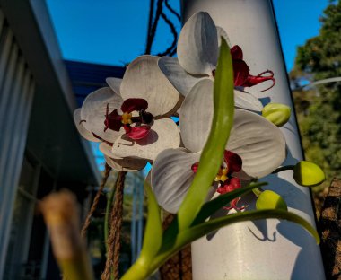 Selective focus. Natural Cymbidium Orchid. White Cymbidium boat orchid flowers with patchy red to white lip petal in garden. clipart