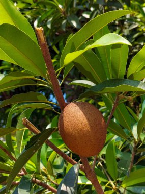 Seçici odaklanma. Sapodilla bitkileri güçlü bir şekilde büyüyor. Sağlıklı olmak için taze meyve. Yeşil yapraklı Sapodilla ağacı. 