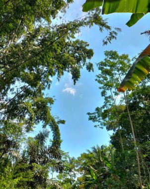 Endonezya, tropikal yağmur ormanlarındaki bambu ağacının güzel manzarası. Yeşil doğal arkaplan.