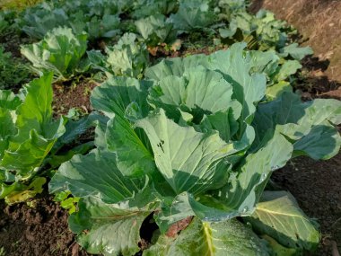 Yeni büyüyen bir lahana tarlasının manzarası. Seçici odak.