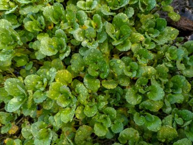 Seçici odaklanma. Endonezya bahçesinde organik su teresi salatası. Duvar kağıdı ve arkaplan doğası.