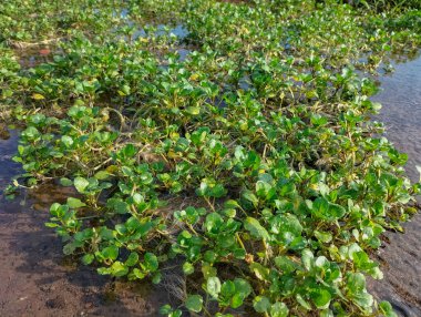 Seçici odaklanma. Endonezya bahçesinde organik su teresi salatası. Duvar kağıdı ve arkaplan doğası.
