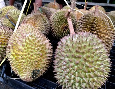 Durian meyvelerinin seçici odak noktası. Olgun sarı egzotik çiğ, çiğ, sağlıklı meyve ve yemeye hazır dikenler..