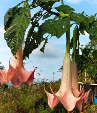 Selective focus. Brugmansia flowers growing in Indonesian. clipart