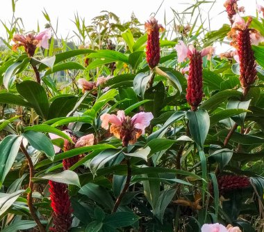 Zencefilli krep fabrikasını kapatın. Güneydoğu Asya 'ya özgü çiçekli bitki.. 