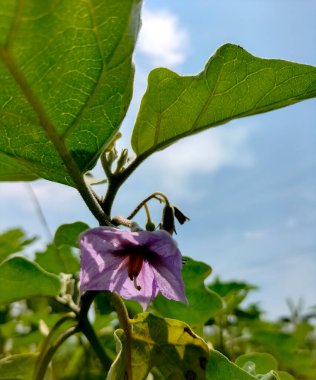 Seçici odaklanma. Bahçedeki patlıcan çiçekleri.
