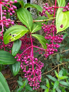 Seçici odaklanma. Parijoto ağacının kırmızı meyvesi (Medinilla speciosa). Parijoto bitkileri süs bitkilerinin yanı sıra sağlık için faydalıdır.