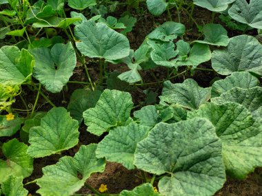Seçici odaklanma. Bahçede yetişen Suri salatalık türleri..