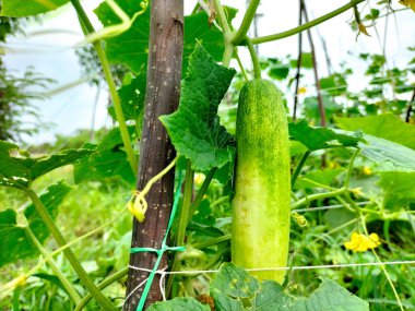 Seçici odaklanma. Genç yeşil salatalık sebzeleri yeşil evdeki salatalık bitkilerine asılıyor. Doğal arkaplan.