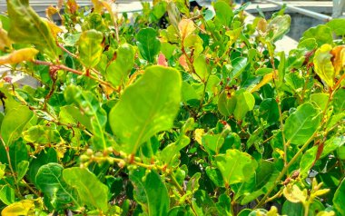 Seçici odaklanma. Chengam (Scyphiphora hydrophyllacea) yaprakları doğal yeşil arkaplanlı.