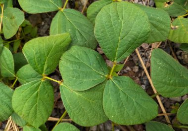 Seçici odaklanma. Kalopogenium mukozoides yaprakları. Doğa arka planı olarak kullanılabilir. Yeşil duvar kağıdı.