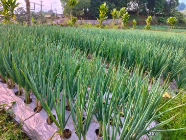 Seçici odaklanma. Dağın eteğindeki pırasa bahçesi. Kuru toprakta büyüyen pırasalar.