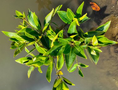 Central Java, Endonezya 'da küçük mangrov bitkisi koleksiyonu. Seçici odak.