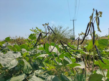 Yakın plan. Mavi gökyüzü arka planına sahip bir fasulye bitkisine asılmış sağlıklı yeşil fasulyeler..