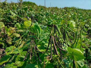 Yakın plan. Mavi gökyüzü arka planına sahip bir fasulye bitkisine asılmış sağlıklı yeşil fasulyeler..