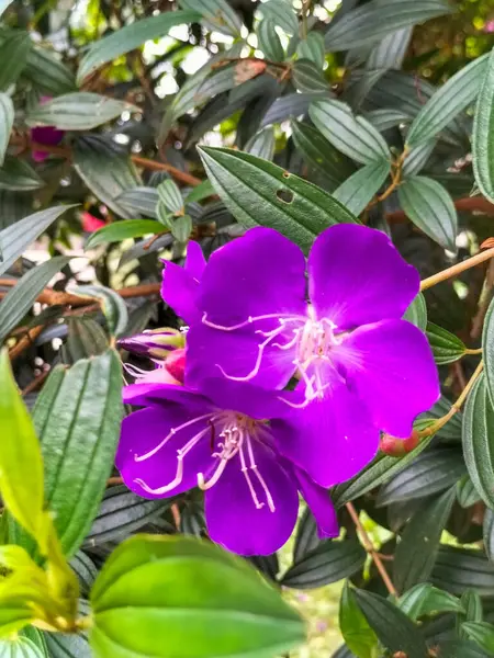 Arka planda yeşil yapraklarla açan mor çiçek. Mor çiçek güneşli bir günde bahçede açar. Pleroma semicandrum. Tibouchina semidecandra. Prenses çiçeği. Zafer çalısı. Lasiandra.