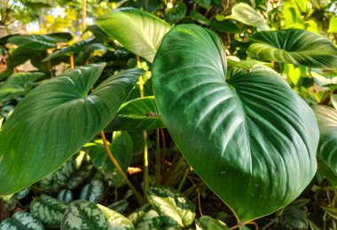 Seçici odaklanma. Orman yağmur ormanlarında tropik geniş yapraklı bitkiler. Sumatra, Endonezya 'daki habitatlarında Homalomena türleri bulundu. Işık ve gölge oyunu. 