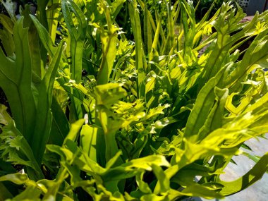 Kral eğreltiotu olarak bilinen Phymatosorus scolopendria sporlu kırmızı sorus. Hükümdar eğreltiotu bitkisinin yakın görüntüsü.