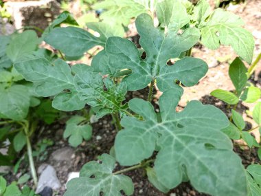 Seçici odaklanma. Kendal, Endonezya 'da organik olarak yetişen yaprakları arasında Maxixe (salatalık anguria) bulunur..