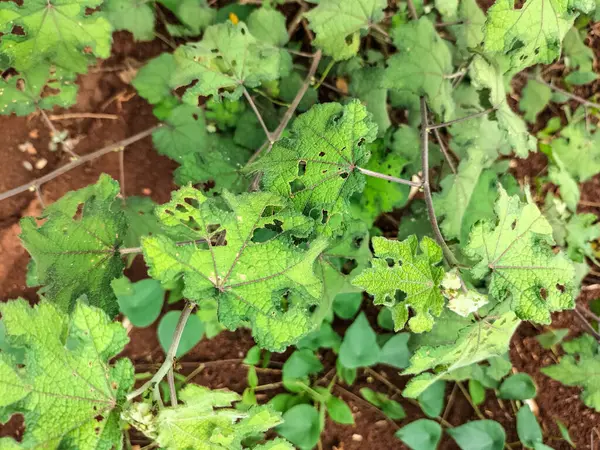 Stock image Selective focus. Pulutan leaves (Urena lobata Linn) are a type of plant that has long been used as a medicine for various diseases. This plant's active compound contains an ethanol extract component.