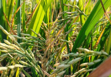 Olgun pirinç tarlası ve güneş ışınlarıyla gün batımında gökyüzü arka planı. Seçici odak.