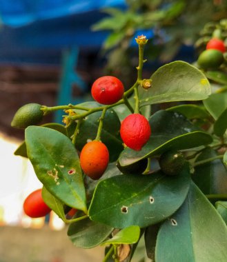 Murraya Paniculata ya da Orange Jessamine kırmızı meyvelerinin yakın görüntüsü. Arka planı bulanık olan açık hava tropikal bitkileri.