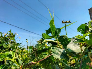 Fasulye çekirdeği (Phaseolus coccineus) fasulyelerde yetişir. Seçici odak.