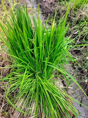 Endonezya 'nın yağmuru yapraklardaki taze pirinç fideleri açık yeşildir. Seçici odak.