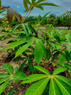 Cassava bitkisi yaprakları. Cassava pirinçten sonra tropiklerdeki en büyük üçüncü karbonhidrat kaynağıdır..