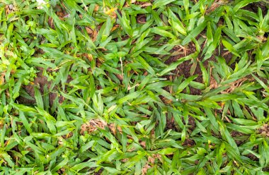 Seçici odaklanma. Çimenler, yaklaşık 780 cins otla tek tip bitkilerin en kalabalık ve her yerde bulunan ailesidir. Bahçede yetişen çimler.