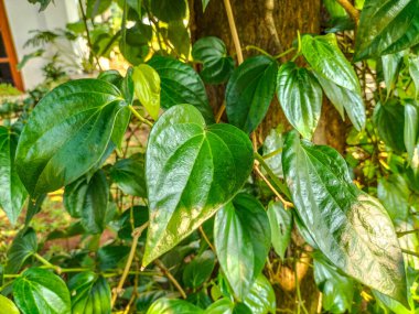 Seçici odaklanma. Betel yaprağı çiti çok taze görünüyor. Bahçede yeşil betel yaprağı. Yeşil yaprak arkaplanı.