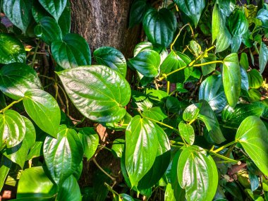 Seçici odaklanma. Betel yaprağı çiti çok taze görünüyor. Bahçede yeşil betel yaprağı. Yeşil yaprak arkaplanı.