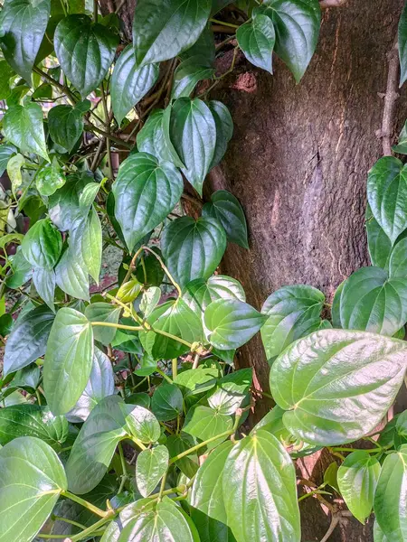 Seçici odaklanma. Betel yaprağı çiti çok taze görünüyor. Bahçede yeşil betel yaprağı. Yeşil yaprak arkaplanı.