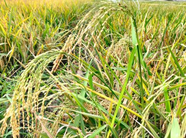 Çiftlikte olgun pirinç tarlaları ve gökyüzü manzarası. Seçici odaklanma. Kendal, Endonezya.