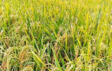 Çiftlikte olgun pirinç tarlaları ve gökyüzü manzarası. Seçici odaklanma. Kendal, Endonezya.