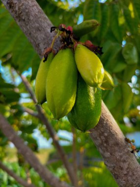 Bilimbi fruits on tree in gaden. Fruit that tastes sour but very useful from Indonesia. Selective focus. clipart