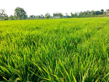 Tarlalarda neredeyse hasat edilen pirinç taneleri. Seçici Odaklanma.